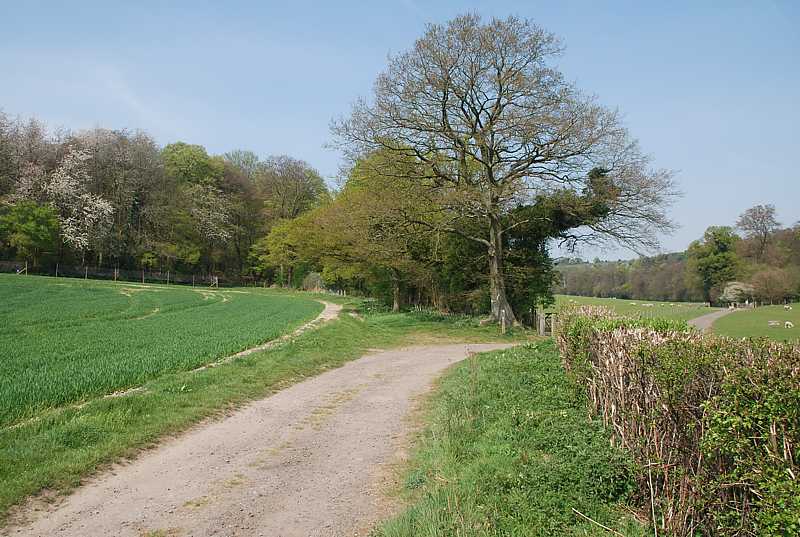 Track to Bottom Wood from Piddington, Bucks