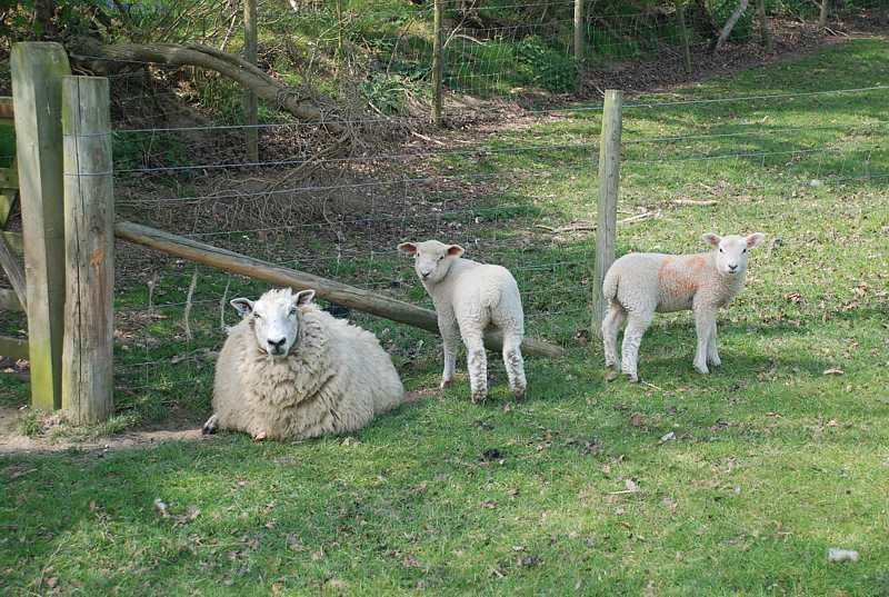 sheep and lamps