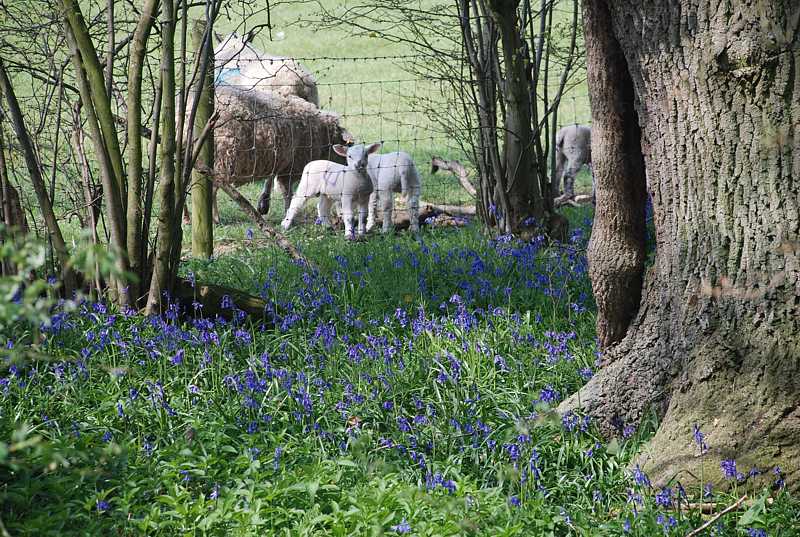 Bluebells and lamps, near Piddington, Bucks