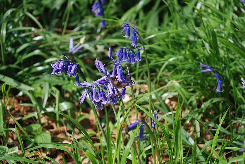 Bluebells near Piddington, Bucks