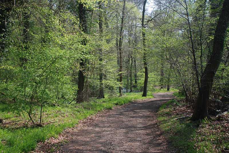 Track to Bottom Wood from Piddington, Bucks