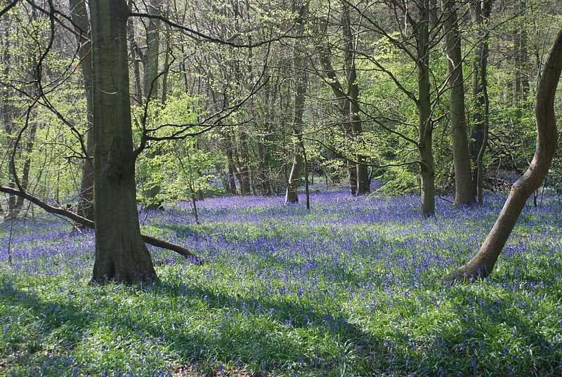 Bluebells near Bottom Wood