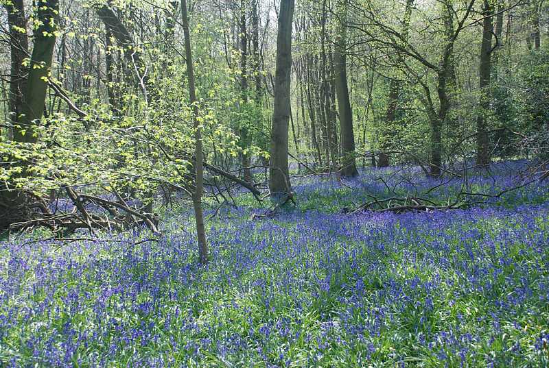 Bluebells near Bottom Wood