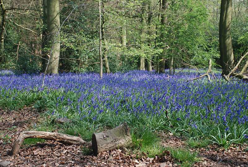 Bluebells near Bottom Wood