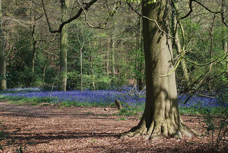 Bluebells near Bottom Wood