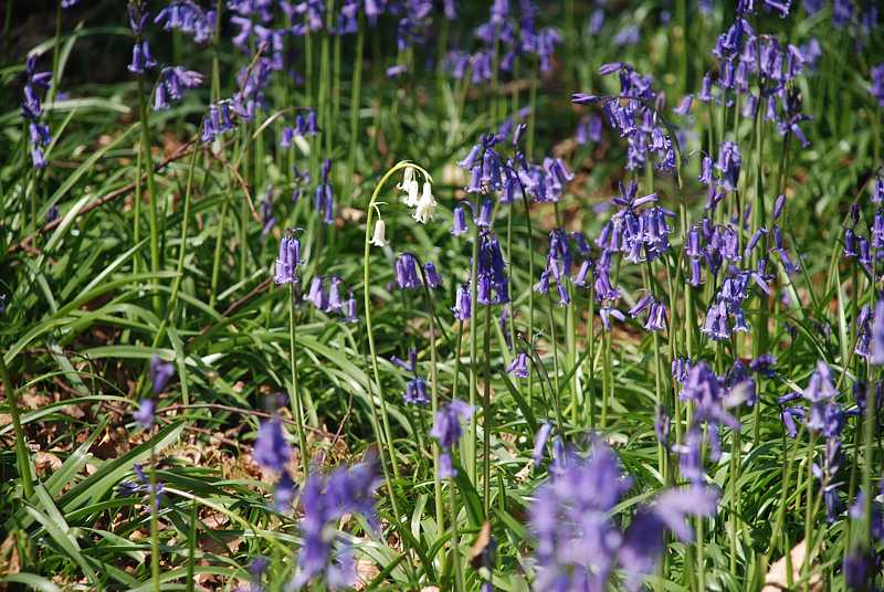 Bluebells near Bottom Wood