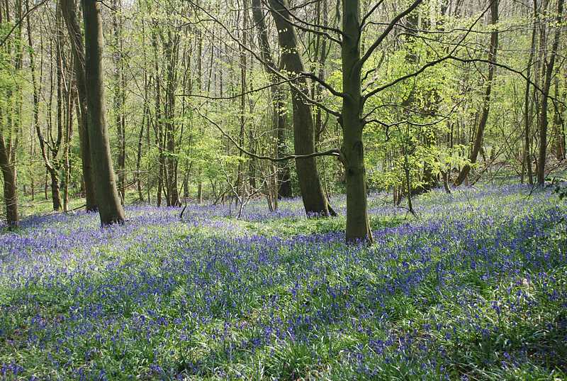 Bluebells near Bottom Wood