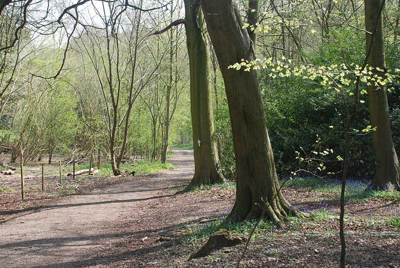 Track near Bottom Wood