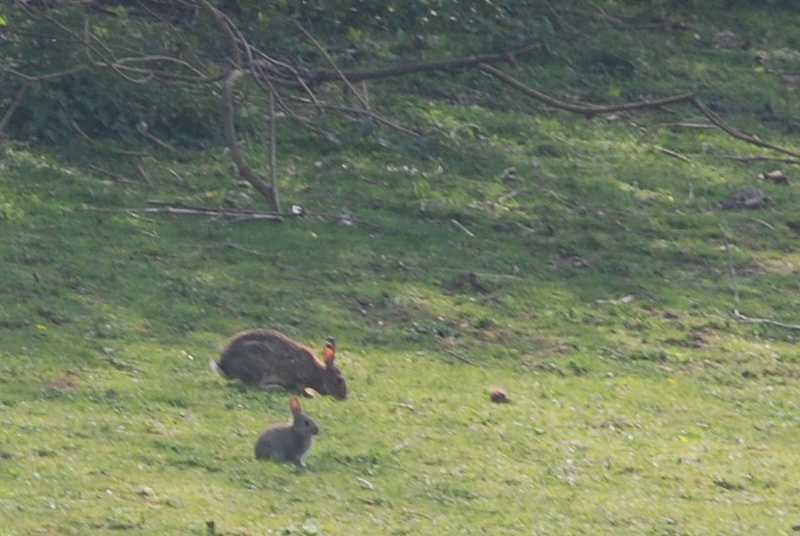 Hare and a rabbit.