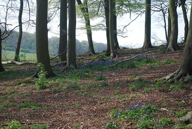 Bluebells