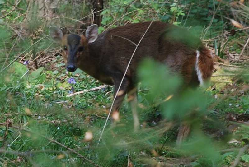 Munjac deer