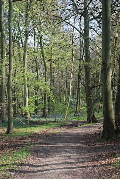 Track through the woods