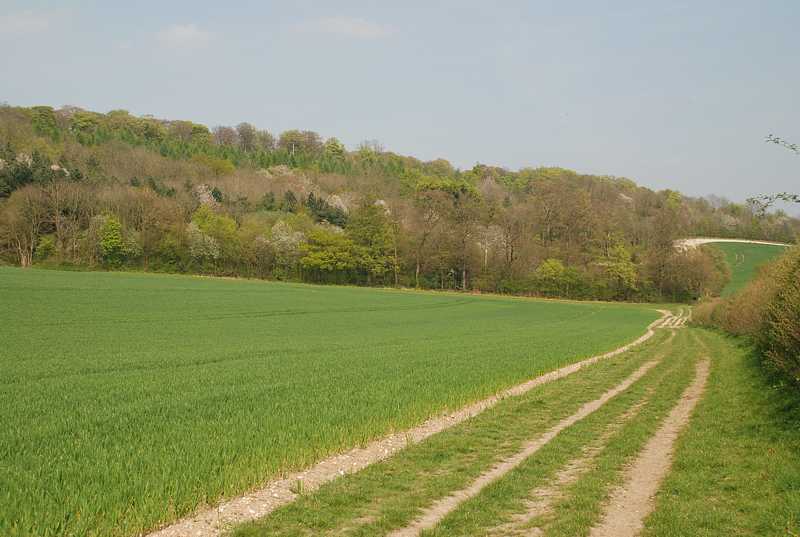 New leaves