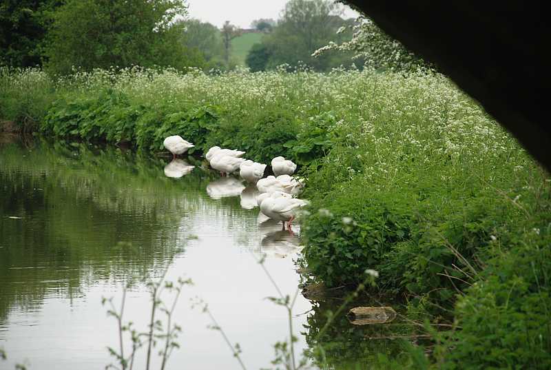Geese by Oxford Canal