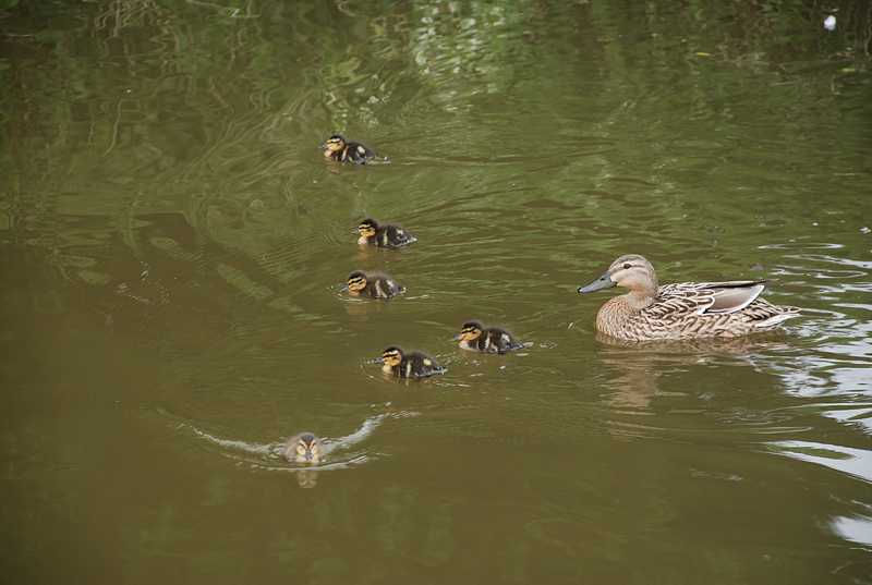 Mallard ducklings