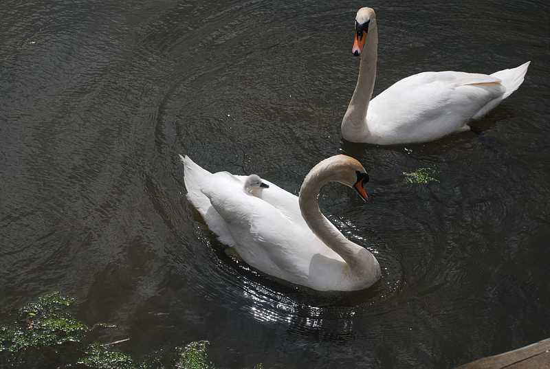Swans and cygnet