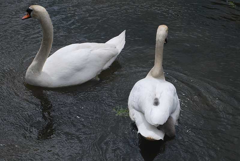 Swans and cygnet