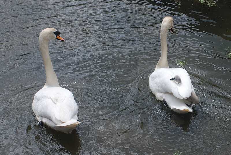 Swans and cygnet