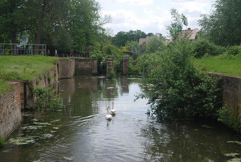 Swans and cygnet, Royal Gunpowder Mills, Waltham Abbey