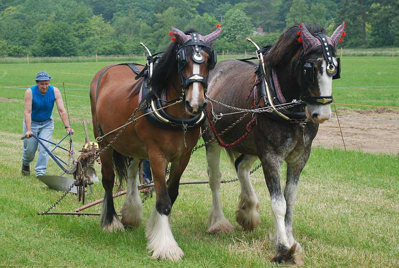 Plough horses