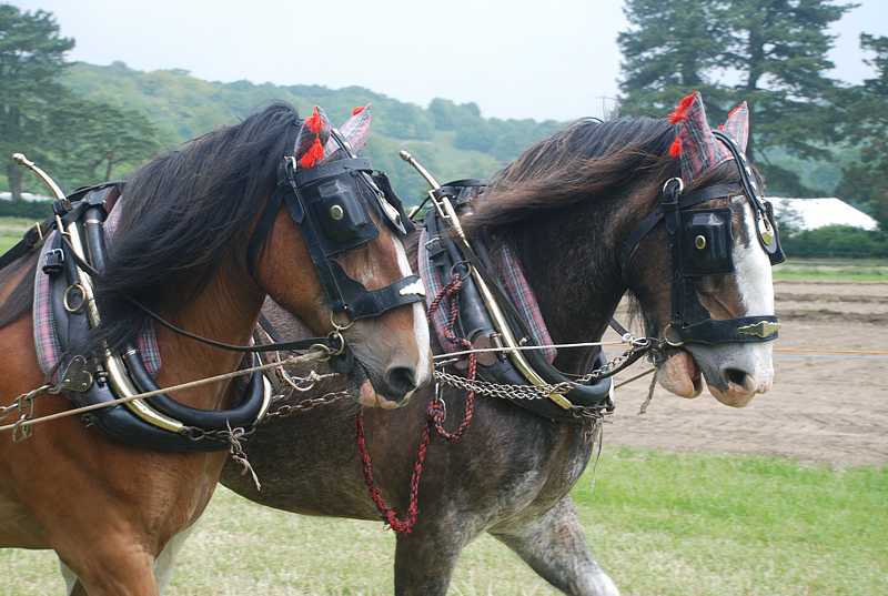 Plough horses