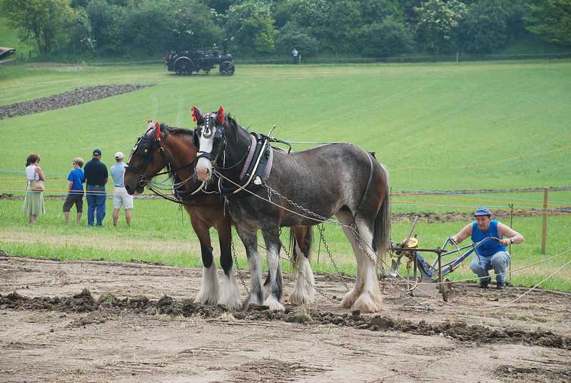 Plough horses