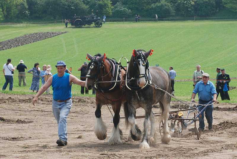 Plough horses