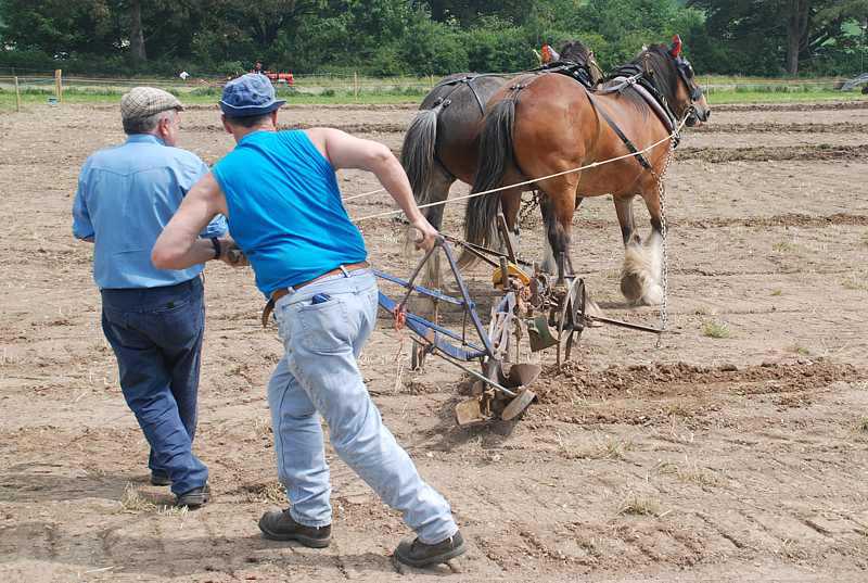 Plough horses