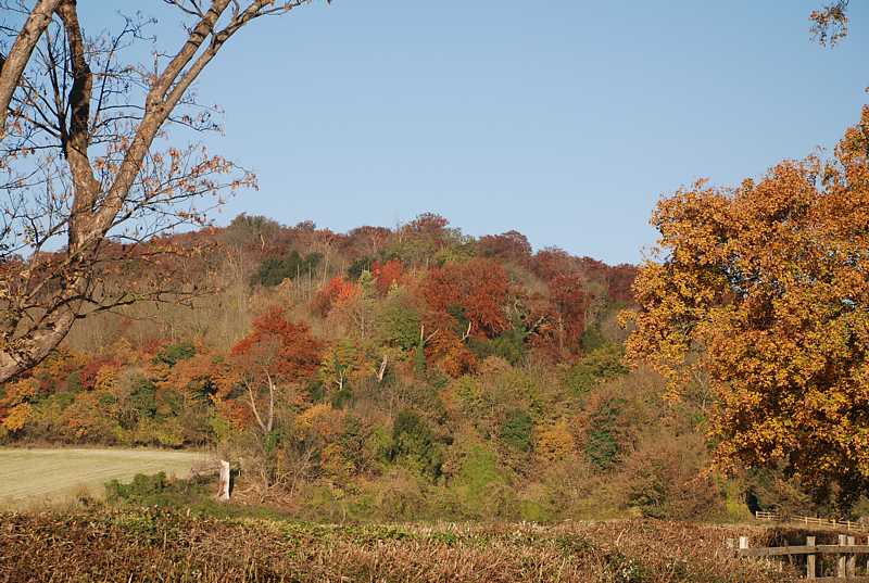 Autumn trees near Hambleden, Buckinghamshire