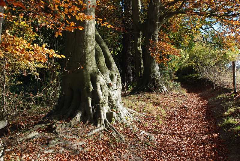 Gnarled beech trees beside the path