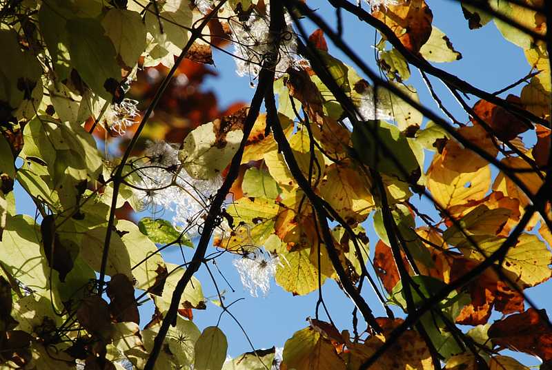 'Old man's beard' and beech leaves