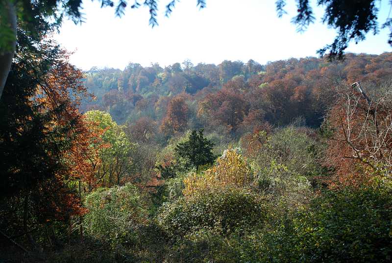 Woods above Skirmett