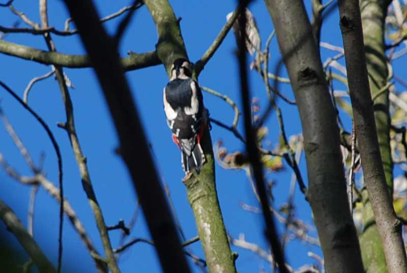 Woodpecker