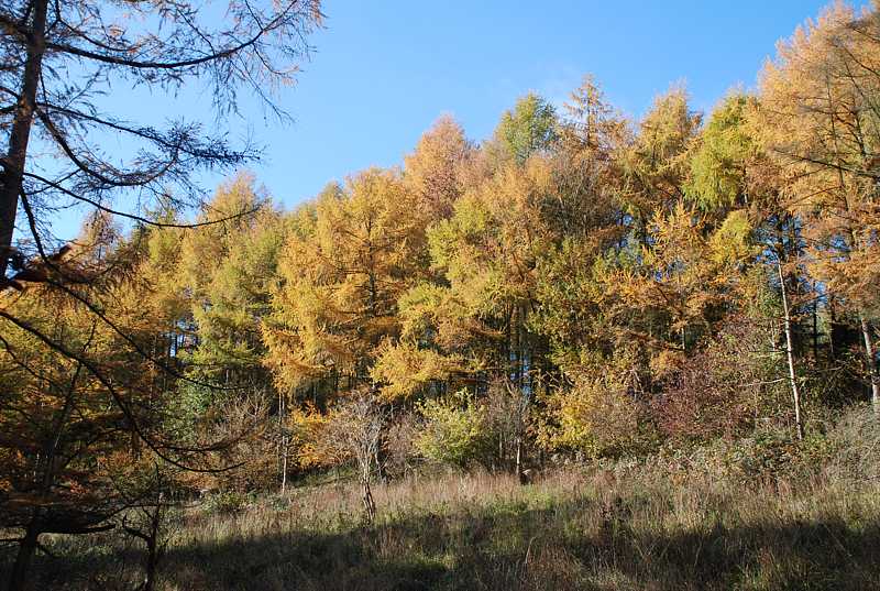 Trees in autumn