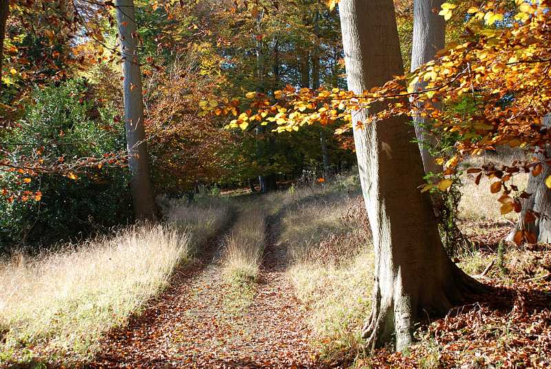 Woodland path in autumn
