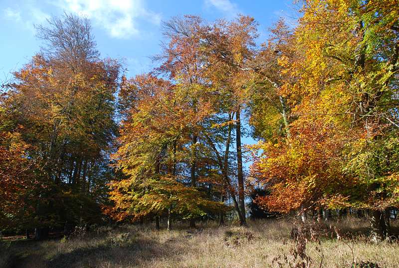 Trees in autumn