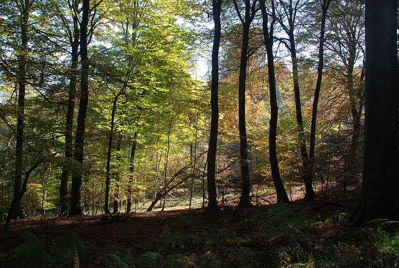 Trees in autumn