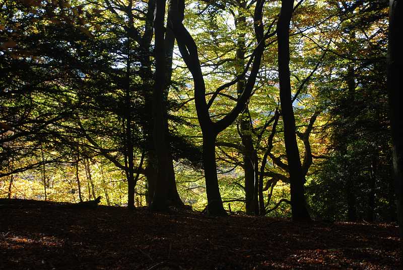 Trees in autumn