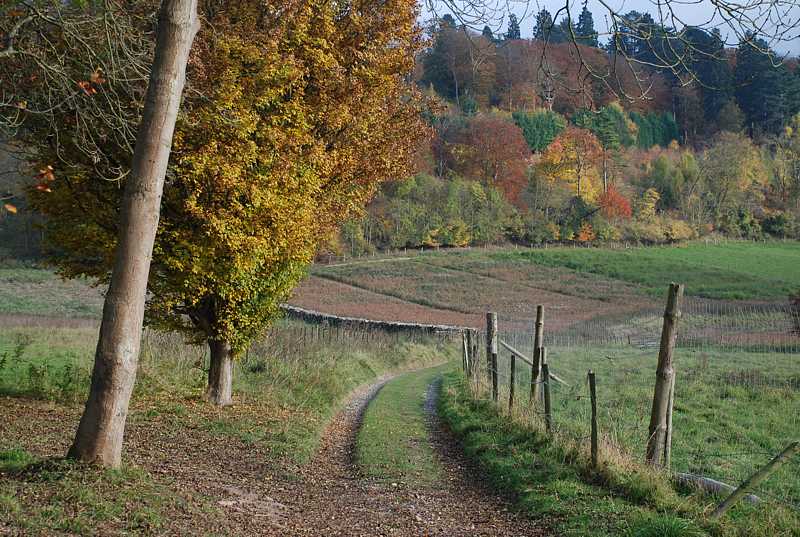 Path in autumn