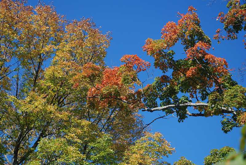 Autumn trees