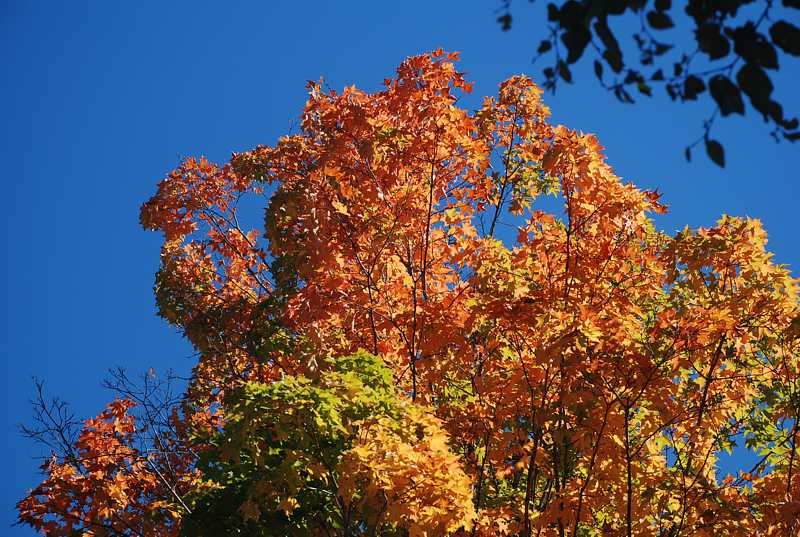 Autumn trees