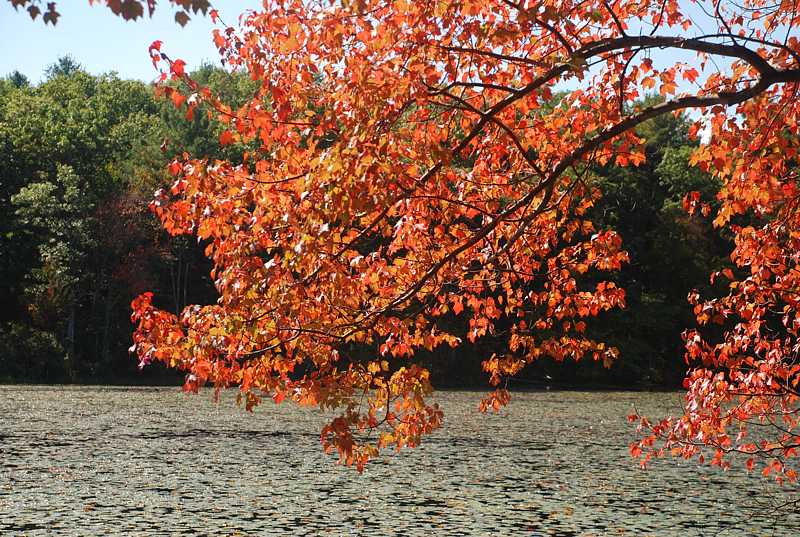 Fall foliage