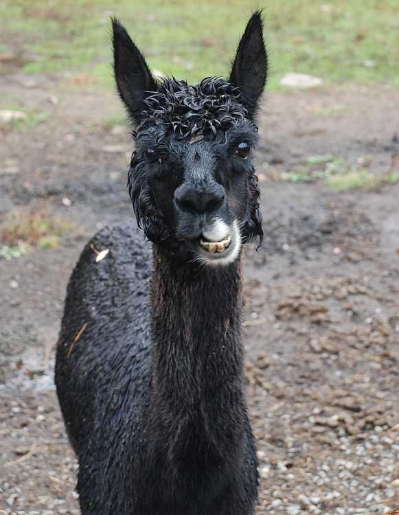 alpaca