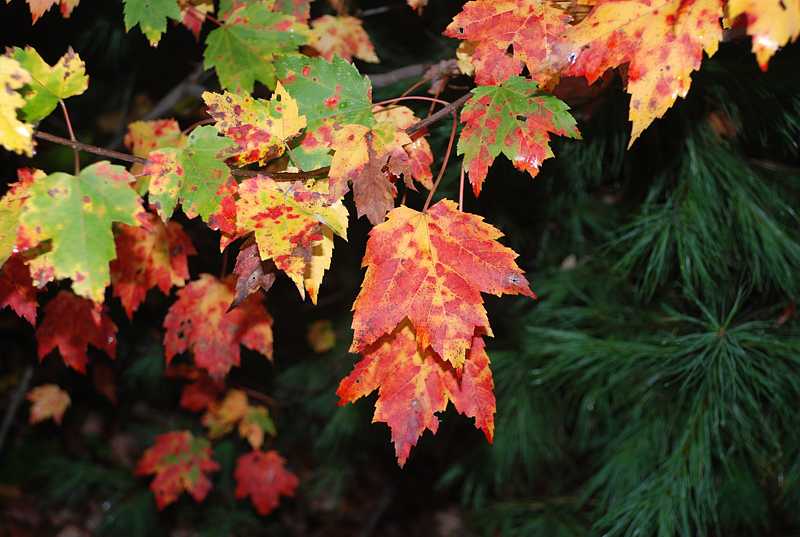 Fall foliage