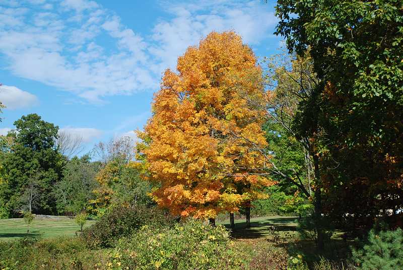 Fall foliage