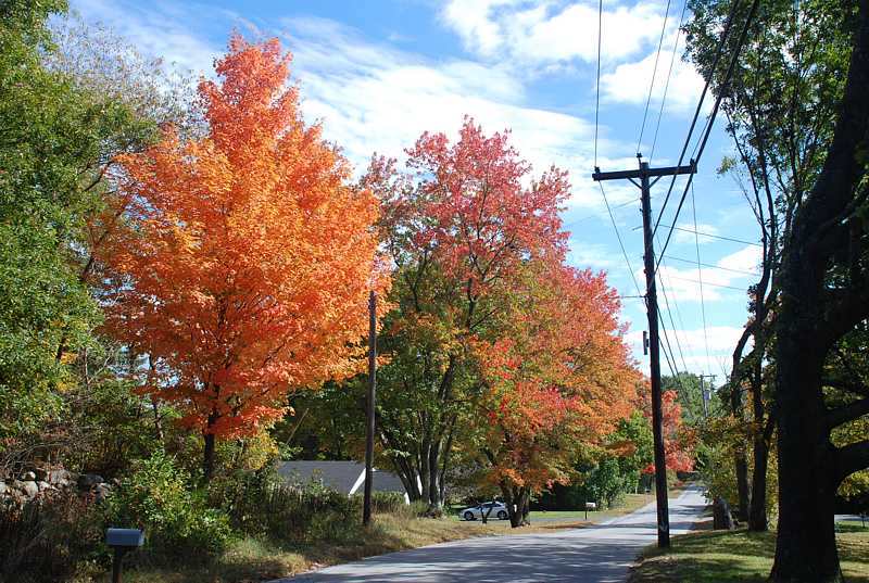 Fall foliage