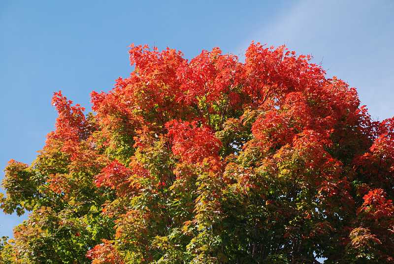 Fall foliage, Bolton, Ma