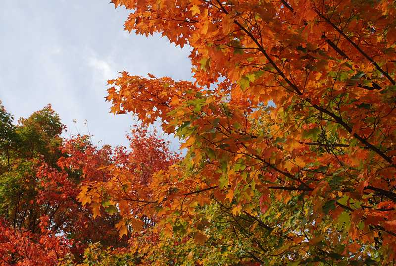 Fall foliage, Bolton, Ma