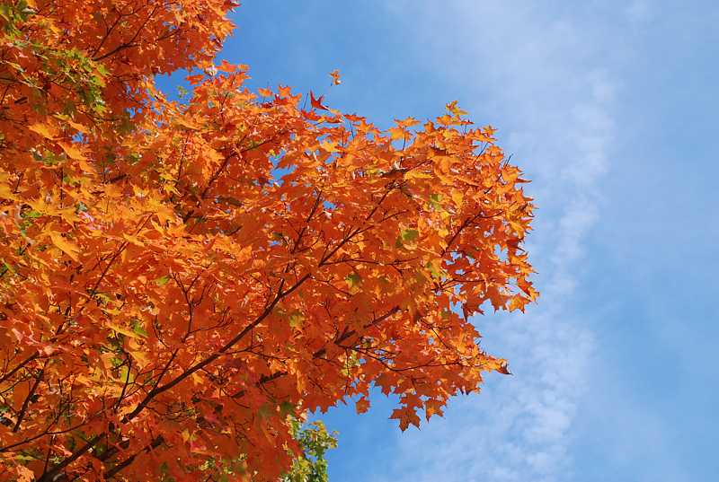 Fall foliage, Bolton, Ma