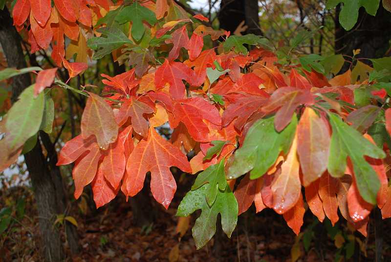 Fall foliage